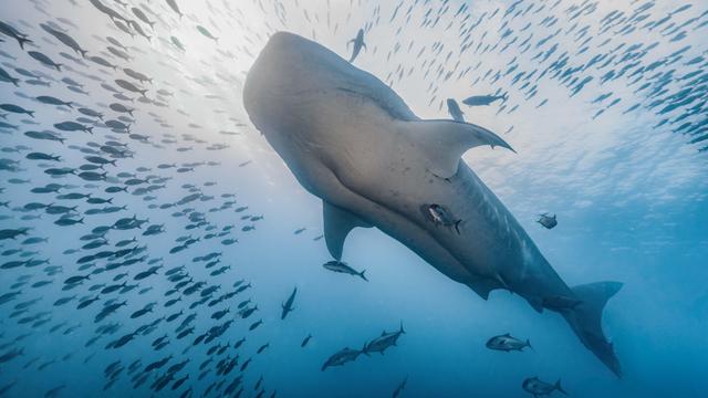 Ein Walhai schwimmt unter Wasser durch einen dichten Fischschwarm im offenen Meer. Sonnenlicht dringt von oben ins blaue Wasser ein.