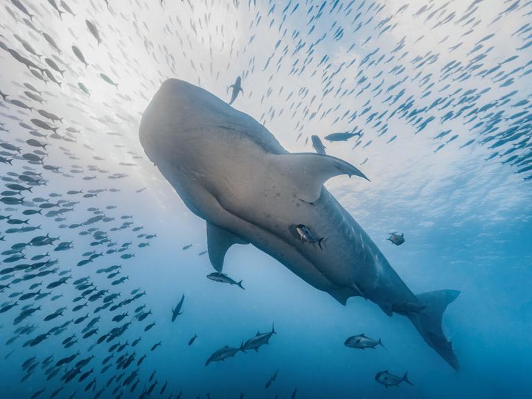 Ein Walhai schwimmt unter Wasser durch einen dichten Fischschwarm im offenen Meer. Sonnenlicht dringt von oben ins blaue Wasser ein.