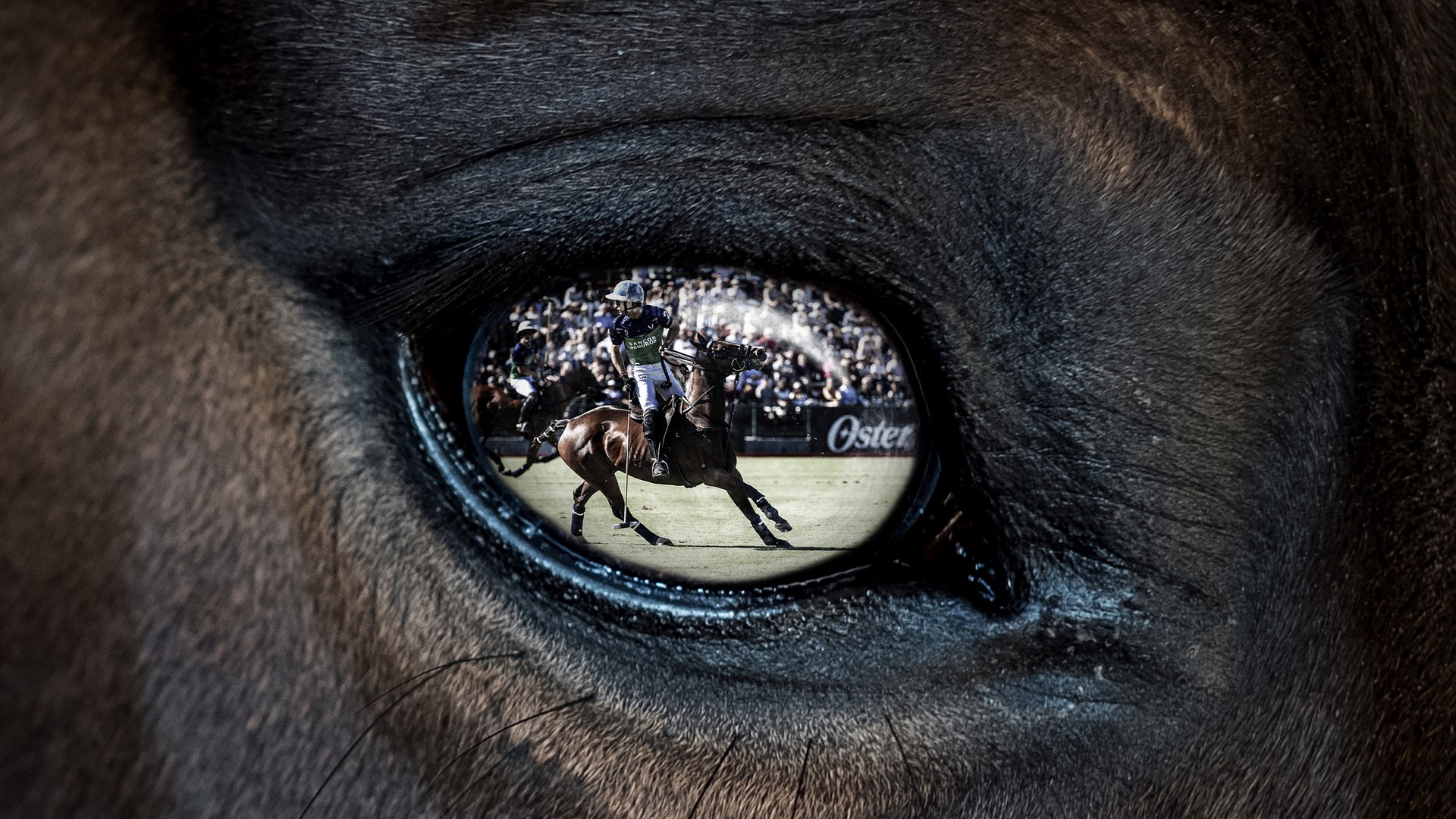 In der Nahaufnahme eines Pferdeauges spiegelt sich das Bild des Polospielers Adolfo Cambiaso. Er sitzt auf einem Pferd und hält einen Poloschläger in der Hand. In der Nahaufnahme eines Pferdeauges spiegelt sich das Bild des Polospielers Adolfo Cambiaso. Er sitzt auf einem Pferd und hält einen Poloschläger in der Hand.