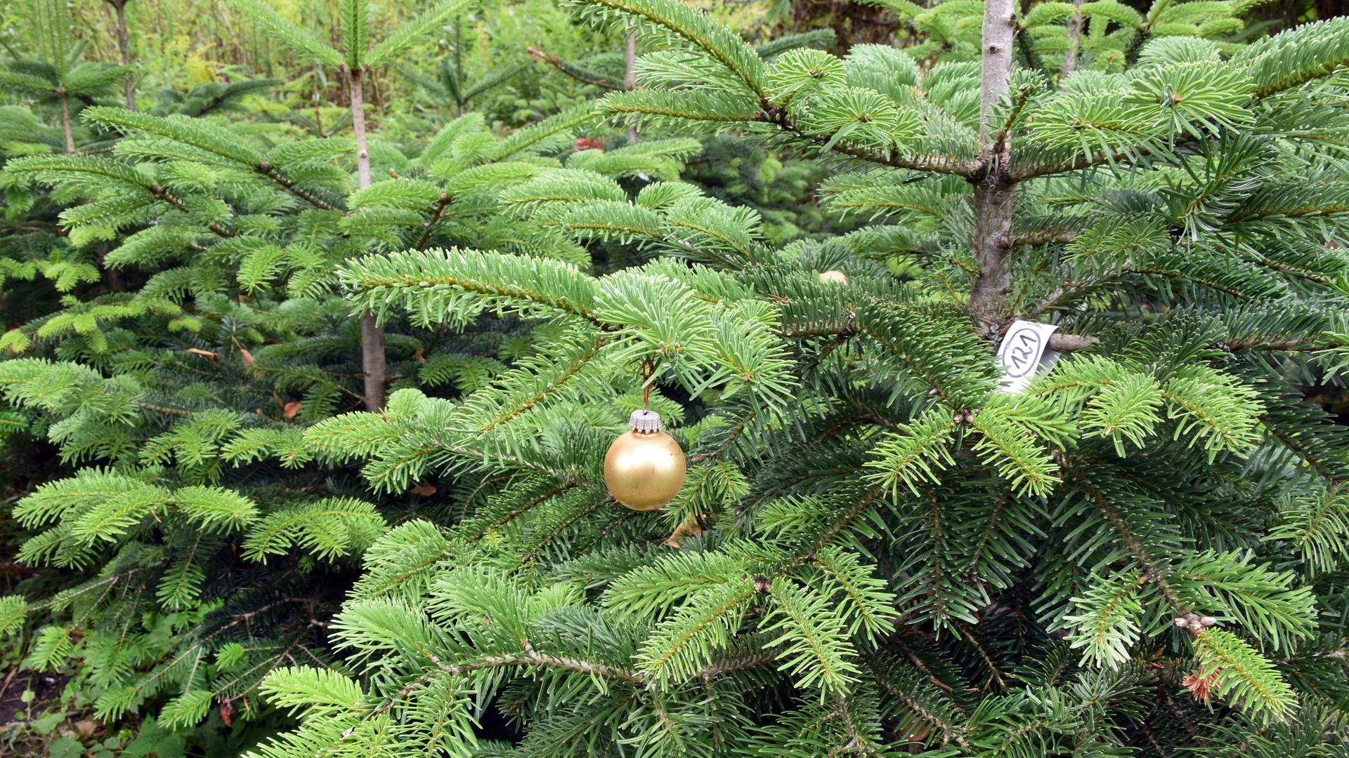 An einem Weihnachtsbaum hängt eine Weihnachtskugel 