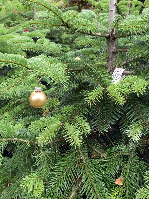 An einem Weihnachtsbaum hängt eine Weihnachtskugel 