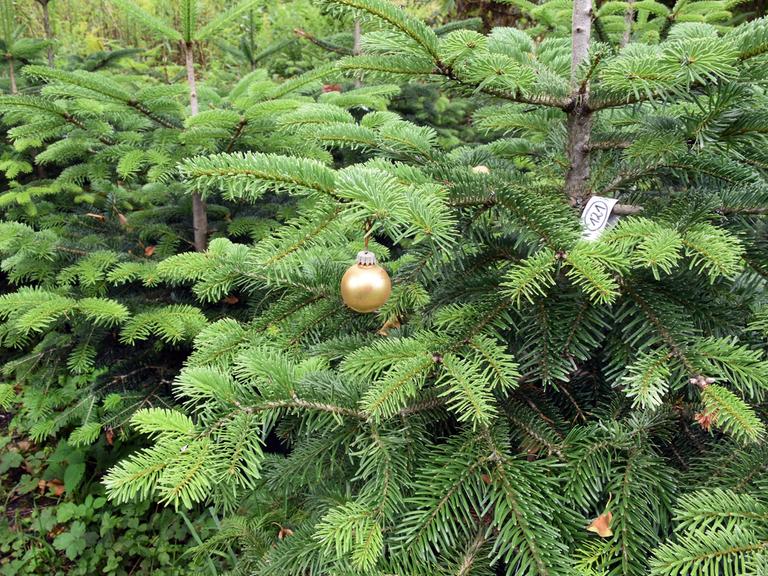 An einem Weihnachtsbaum hängt eine Weihnachtskugel 