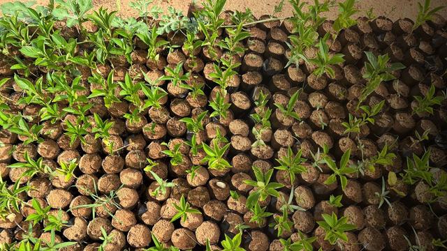 Mega-Baumpflanzaktion: Setzlinge des Baobab, auch als Affenbrotbaum bekannt, für die „Große Grüne Mauer“, die sich quer durch den Kontinent ziehen soll