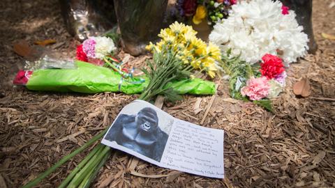 Vor dem Zoo von Cincinnati sind Blumen aufgestellt, eine Karte mit dem Foto des Gorillas Harambe und einem Text liegt davor.