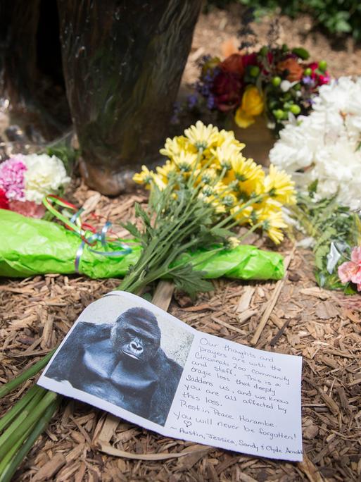 Vor dem Zoo von Cincinnati sind Blumen aufgestellt, eine Karte mit dem Foto des Gorillas Harambe und einem Text liegt davor.