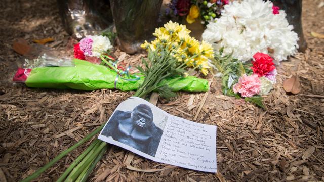 Vor dem Zoo von Cincinnati sind Blumen aufgestellt, eine Karte mit dem Foto des Gorillas Harambe und einem Text liegt davor.