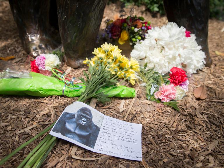 Vor dem Zoo von Cincinnati sind Blumen aufgestellt, eine Karte mit dem Foto des Gorillas Harambe und einem Text liegt davor.