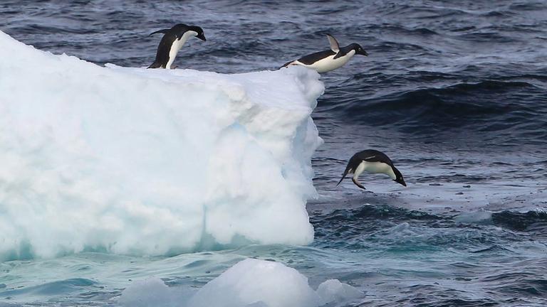 Adelie-Pinguine springen von einer Eisscholle in der westlichen Antarktis. Adelie-Pinguine springen von einer Eisscholle in der westlichen Antarktis.