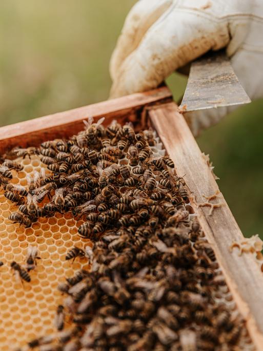 Ein Imker zeigt seine Bienenzucht