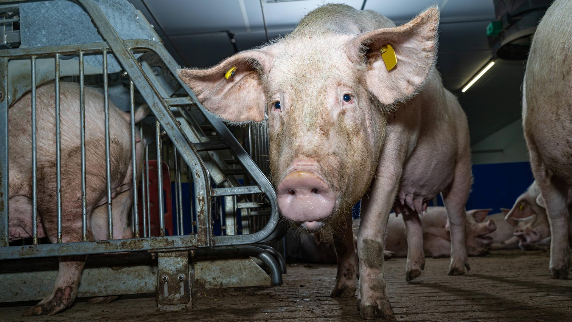 Eine Sau steht mit dem Gesicht zur Kamera in einem Stall, links und rechts sind weitere Schweine.