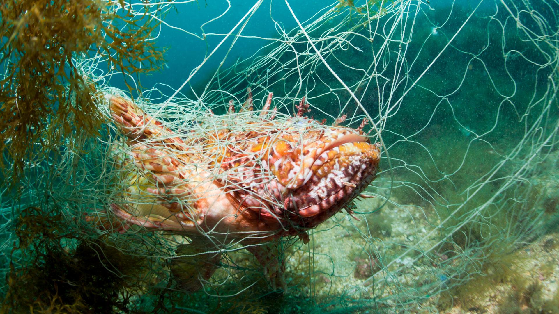 Ein Fisch ("Grosser Roter Drachenkopf") hat sich in einem verlorenen Fischernetz verfangen und steckt fest. Ein Fisch ("Grosser Roter Drachenkopf") hat sich in einem verlorenen Fischernetz verfangen und steckt fest.