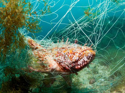 Ein Fisch ("Grosser Roter Drachenkopf") hat sich in einem verlorenen Fischernetz verfangen und steckt fest.