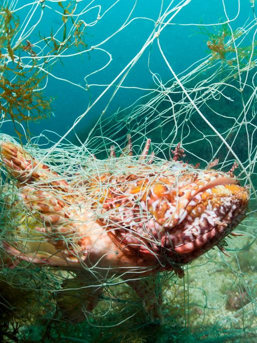 Ein Fisch ("Grosser Roter Drachenkopf") hat sich in einem verlorenen Fischernetz verfangen und steckt fest.