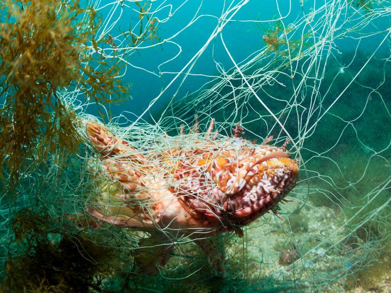 Ein Fisch ("Grosser Roter Drachenkopf") hat sich in einem verlorenen Fischernetz verfangen und steckt fest.