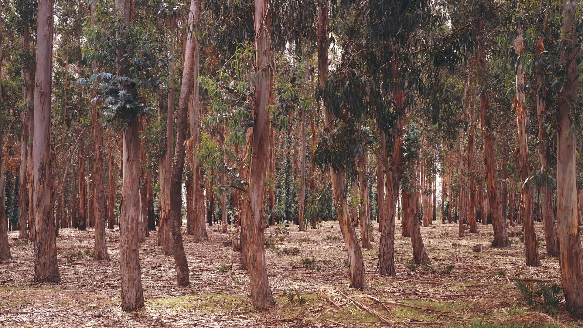 Blick in einen Eukalyptuswald