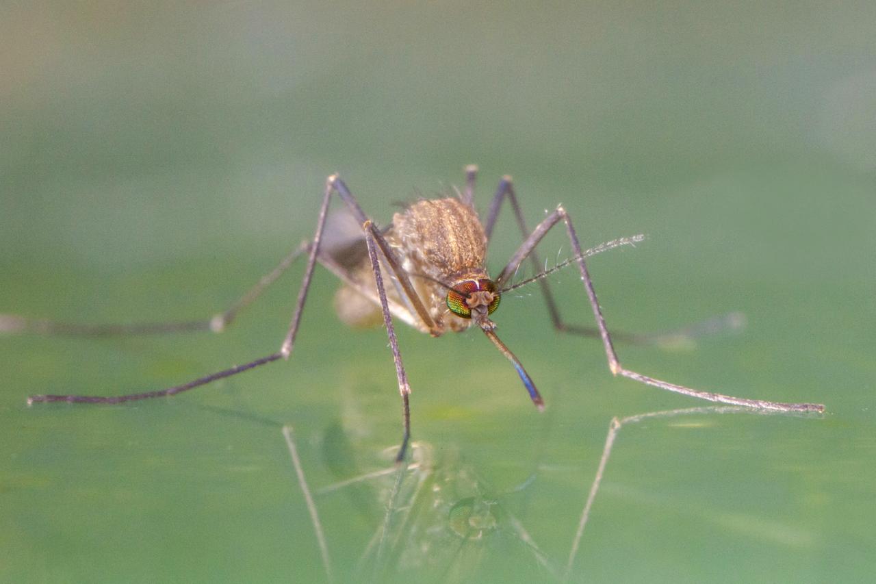Eine gemeine Stechmücke sitzt auf einer Wasseroberfläche in Bayer