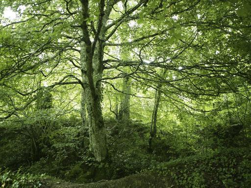 Dichter Buchenwald mit moos- und efeubewachsenen Stämmen, der kaum Licht auf den bewachsenen Waldboden durchlässt. 