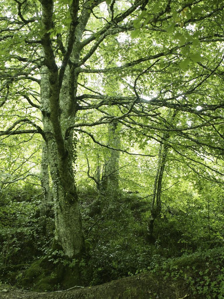 Dichter Buchenwald mit moos- und efeubewachsenen Stämmen, der kaum Licht auf den bewachsenen Waldboden durchlässt. 
