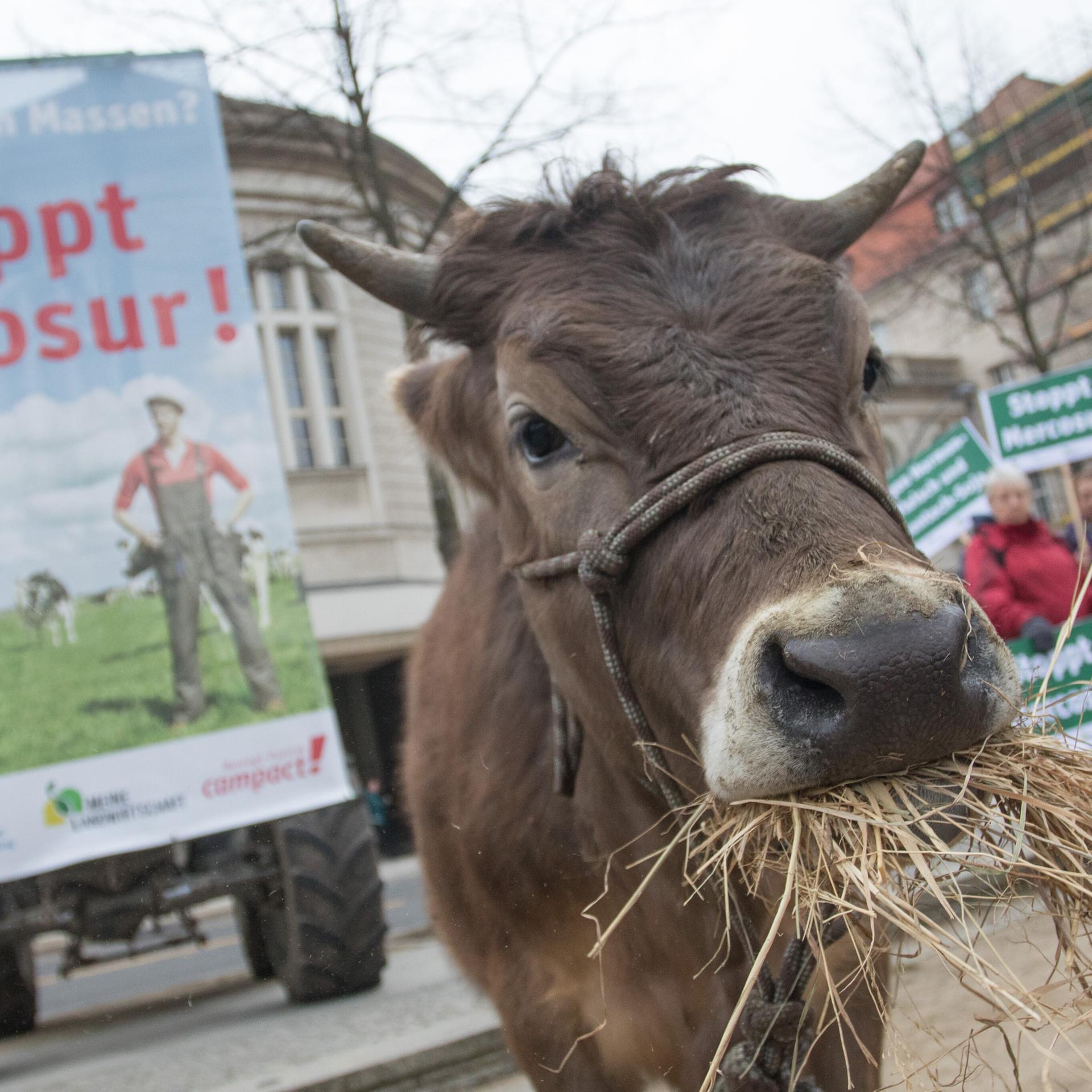 Aktivisten protestieren mit einer Kuh gegen das EU-Mercosur-Abkommen