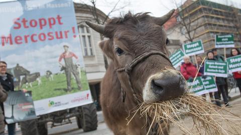 Aktivisten protestieren mit einer Kuh gegen das EU-Mercosur-Abkommen
