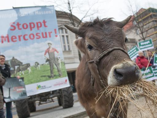Aktivisten protestieren mit einer Kuh gegen das EU-Mercosur-Abkommen Aktivisten protestieren mit einer Kuh gegen das EU-Mercosur-Abkommen