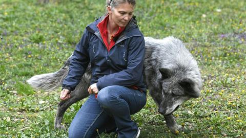 Friederike Range mit einem Wolf ganz nah hinter ihr, am Wolfsforschungszentrum Ernstbrunn in Österreich.