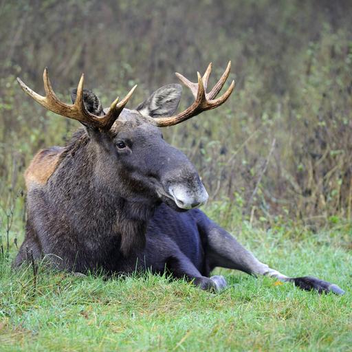 Ein Elchbulle liegt auf einer Wiese in Polen.
