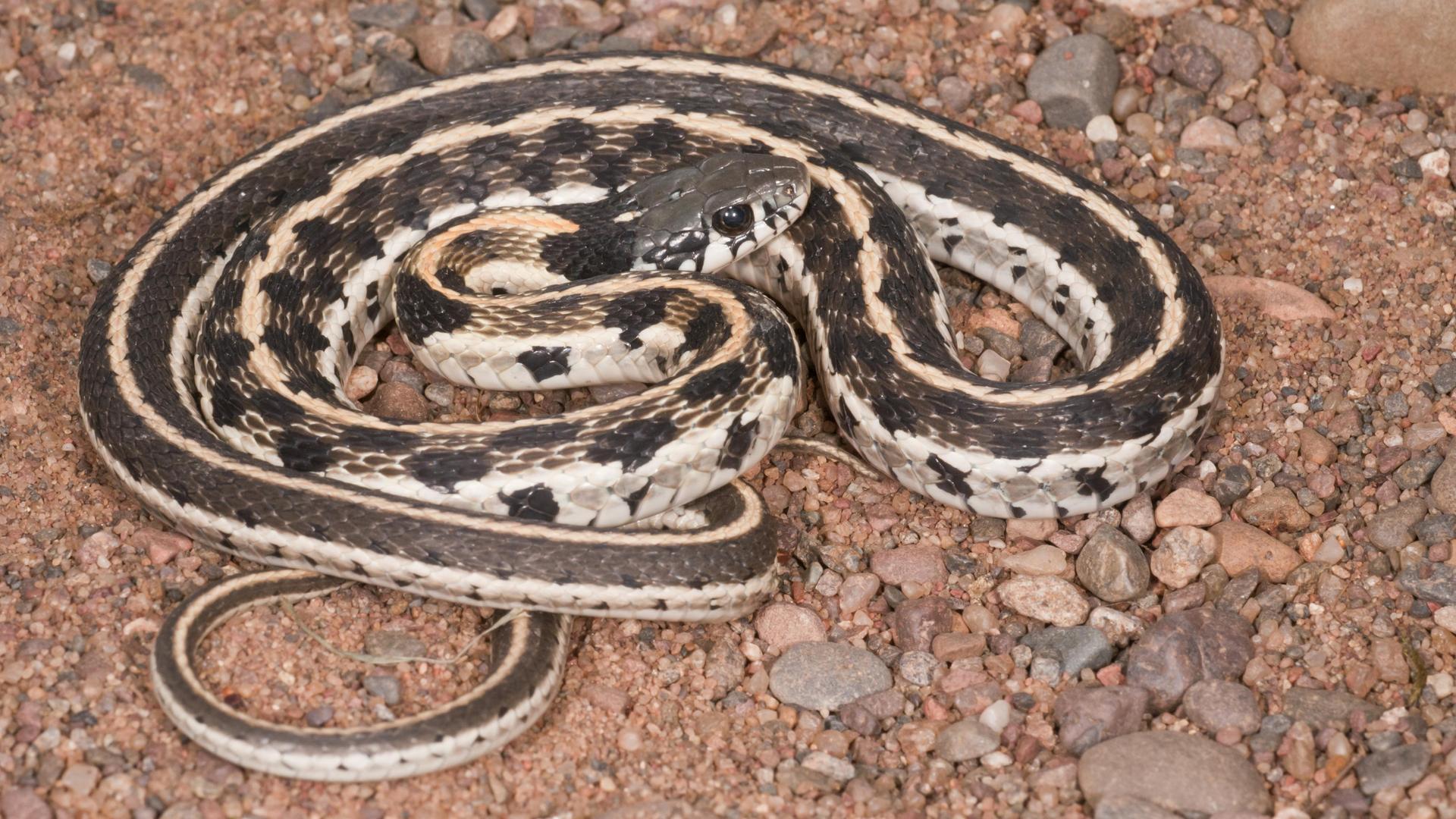 Eine Schwarzhals-Strumpfbandnatter, Thamnophis cyrtopsis, heimisch im Westen der Vereinigten Staaten und in Mexiko. Eine Schwarzhals-Strumpfbandnatter, Thamnophis cyrtopsis, heimisch im Westen der Vereinigten Staaten und in Mexiko.
