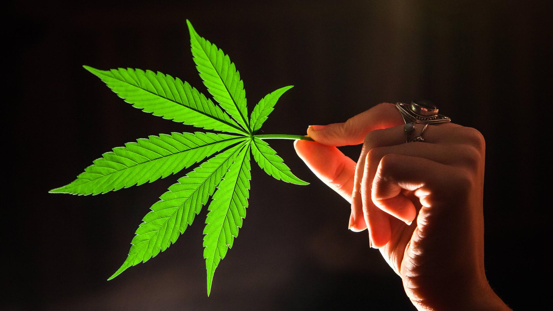 Eine Hand hält ein Cannabis-Blatt vor dunklem Hintergrund.