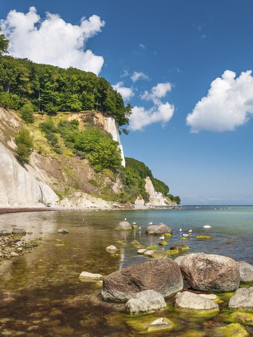Grün-braun gefärbtes Wasser der Ostsee am Strand unterhalb der steilen Kreidefelsen der Insel Rügen