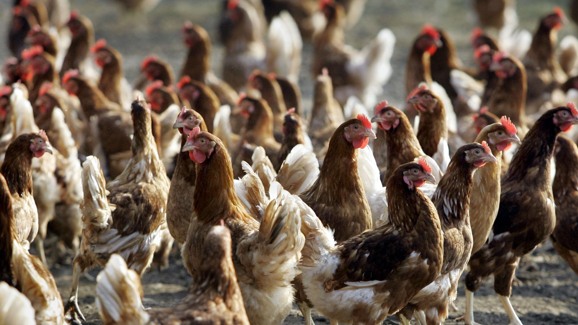 Mehrere Hühner stehen nebeneinander in einer Hühnerfarm in Nevele, Belgien.