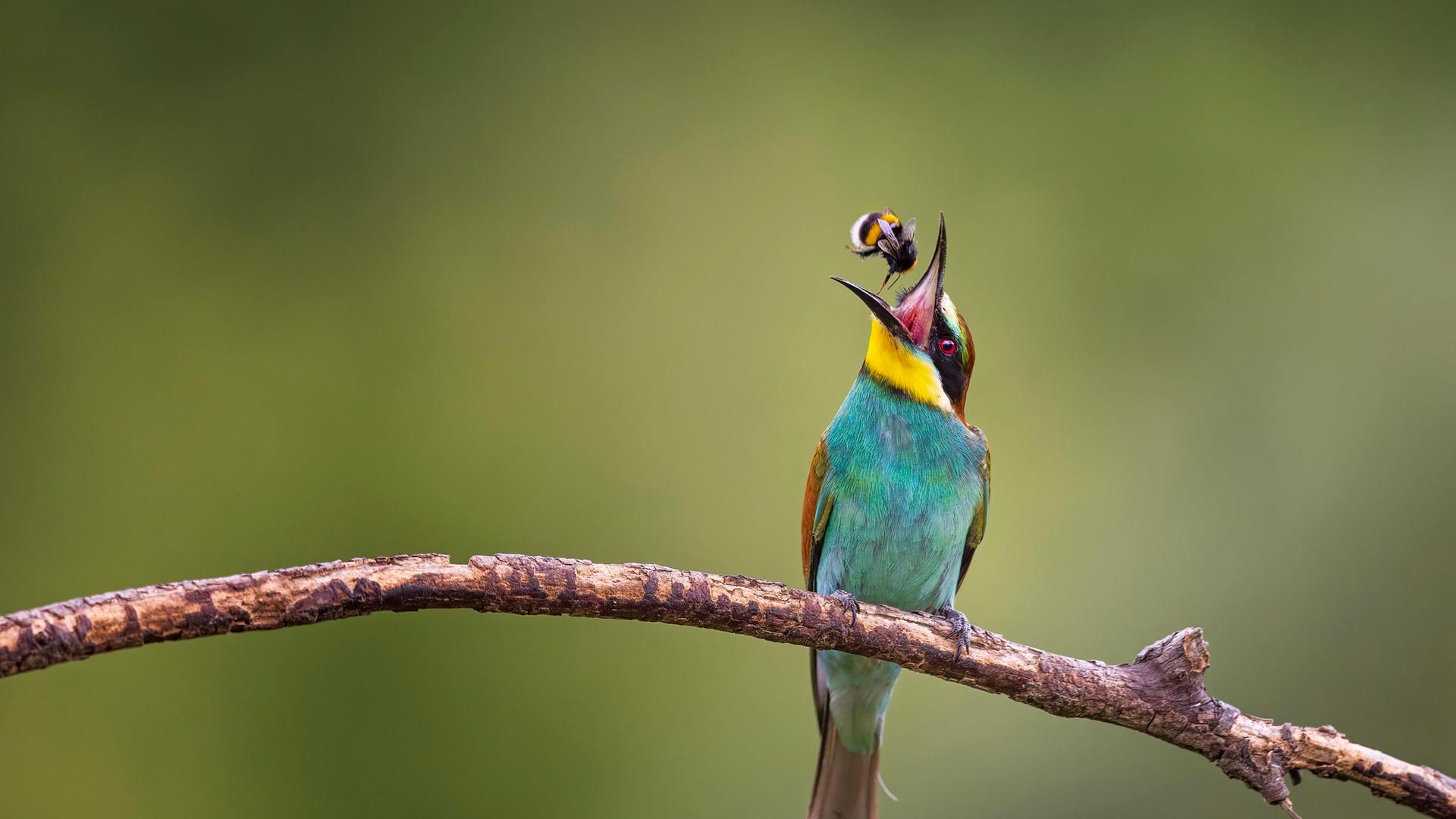 Bienenfresser mit Hummel als Beute Bienenfresser mit Hummel als Beute