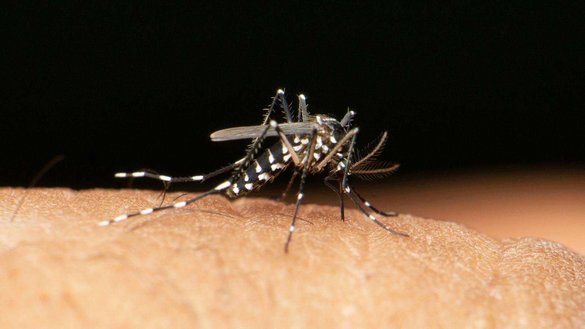 Tropenkrankheit - Neuer Höchststand an Todesfällen durch Dengue-Fieber in Bangladesch