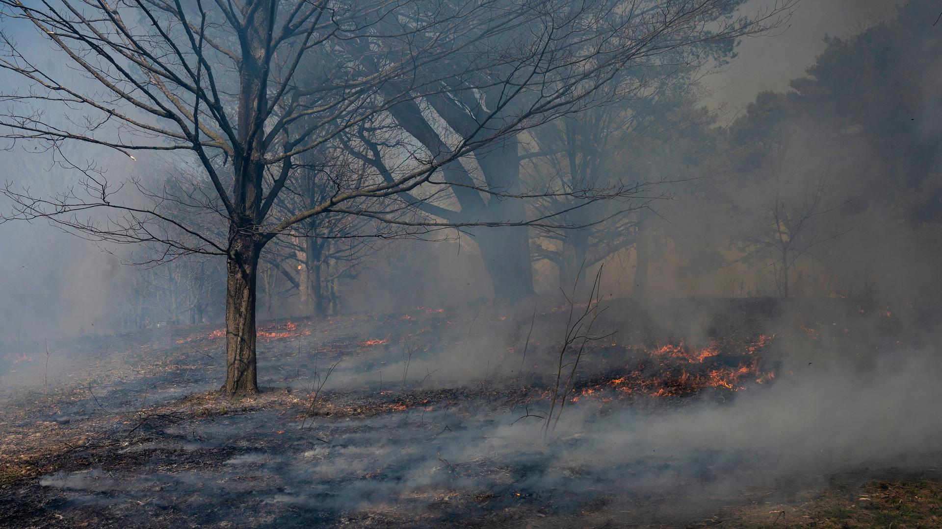 Feuer und Rauchschwaden ziehen durch einen Wald in Kanada.