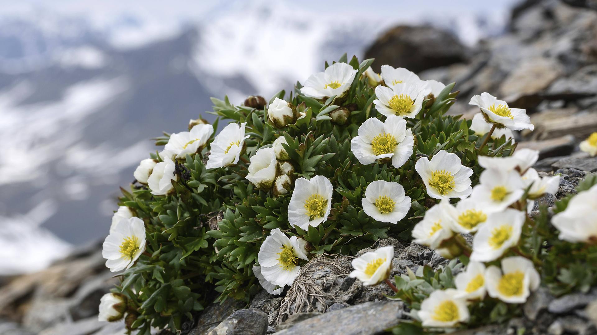 Gletscher-Hahnenfuß Blüten vor Berggipfeln. Die Pflanze bleibt dicht am Boden. Die Blüten sind außen hellgelb, fast weiß, und innen gelb. Im Hintergrund sind schneebdeckte Gipfel zu sehen. Gletscher-Hahnenfuß Blüten vor Berggipfeln. Die Pflanze bleibt dicht am Boden. Die Blüten sind außen hellgelb, fast weiß, und innen gelb. Im Hintergrund sind schneebdeckte Gipfel zu sehen.