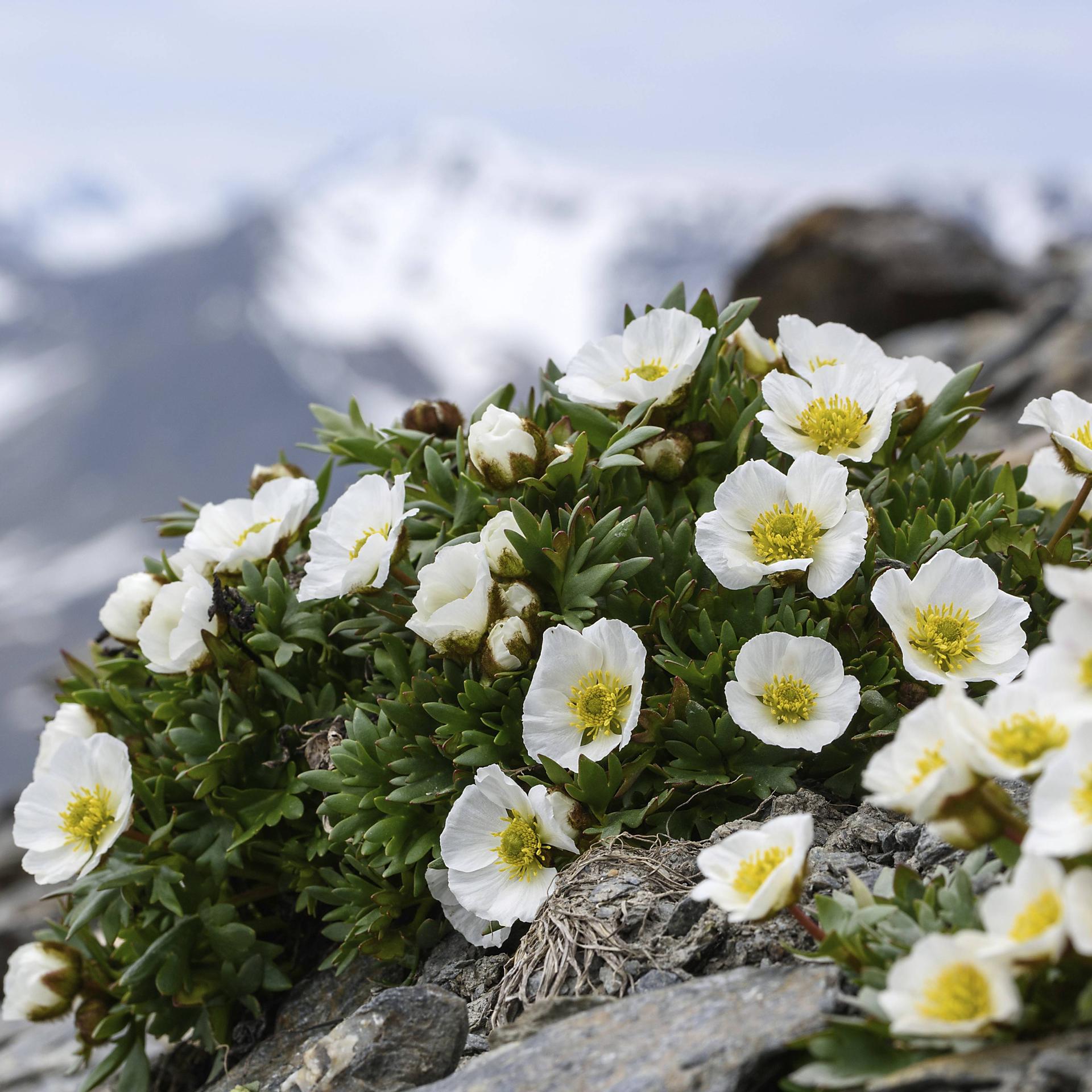 Gletscher-Hahnenfuß Blüten vor Berggipfeln. Die Pflanze bleibt dicht am Boden. Die Blüten sind außen hellgelb, fast weiß, und innen gelb. Im Hintergrund sind schneebdeckte Gipfel zu sehen. 