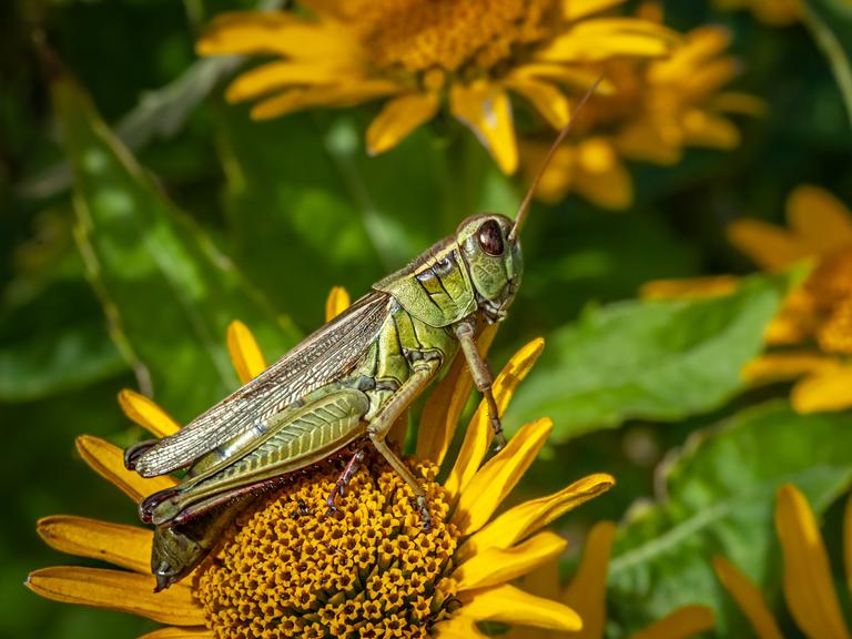 Eine Heuschrecken im Garten, die – je nach Art – mit zirpenden Lauten auf sich aufmerksam machen.