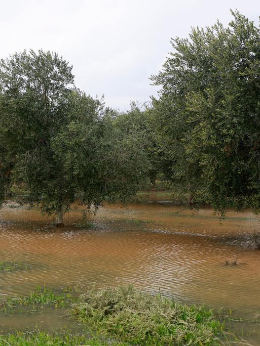 Blick auf einen nach starken Regenfällen überschwemmten Olivenhain.