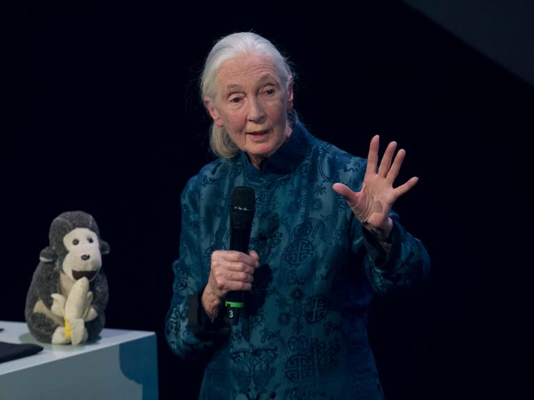 Jane Goodall, Primatenforscherin, am 08.12.2017 auf einer Bühne in Düsseldorf. Auf dem Rednerpult steht ein Stoff-Affe. Jane Goodall, Primatenforscherin, am 08.12.2017 auf einer Bühne in Düsseldorf. Auf dem Rednerpult steht ein Stoff-Affe.