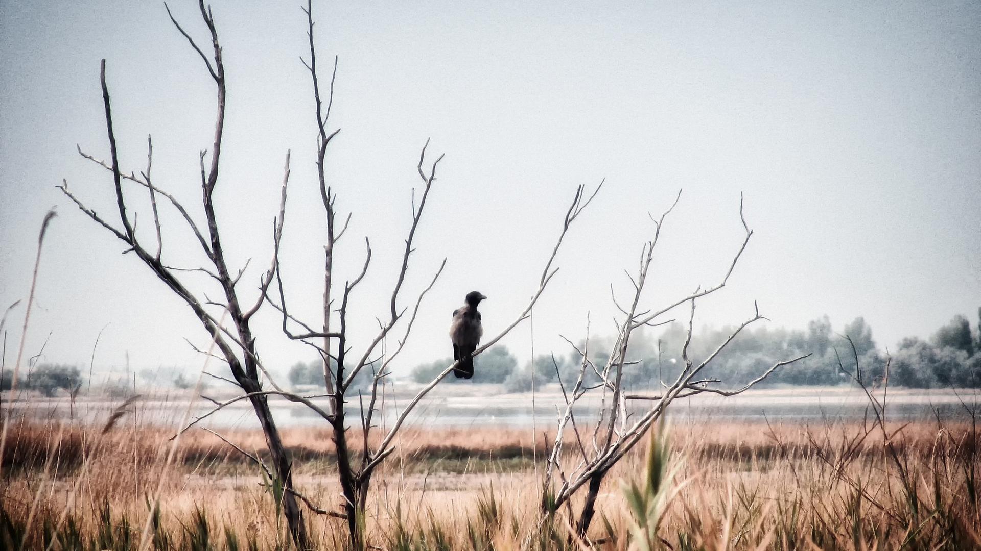 Ein schwarzer Rabe sitzt auf einem toten Zweig und schaut in die Landschaft.