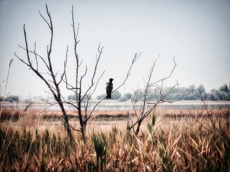Ein schwarzer Rabe sitzt auf einem toten Zweig und schaut in die Landschaft.