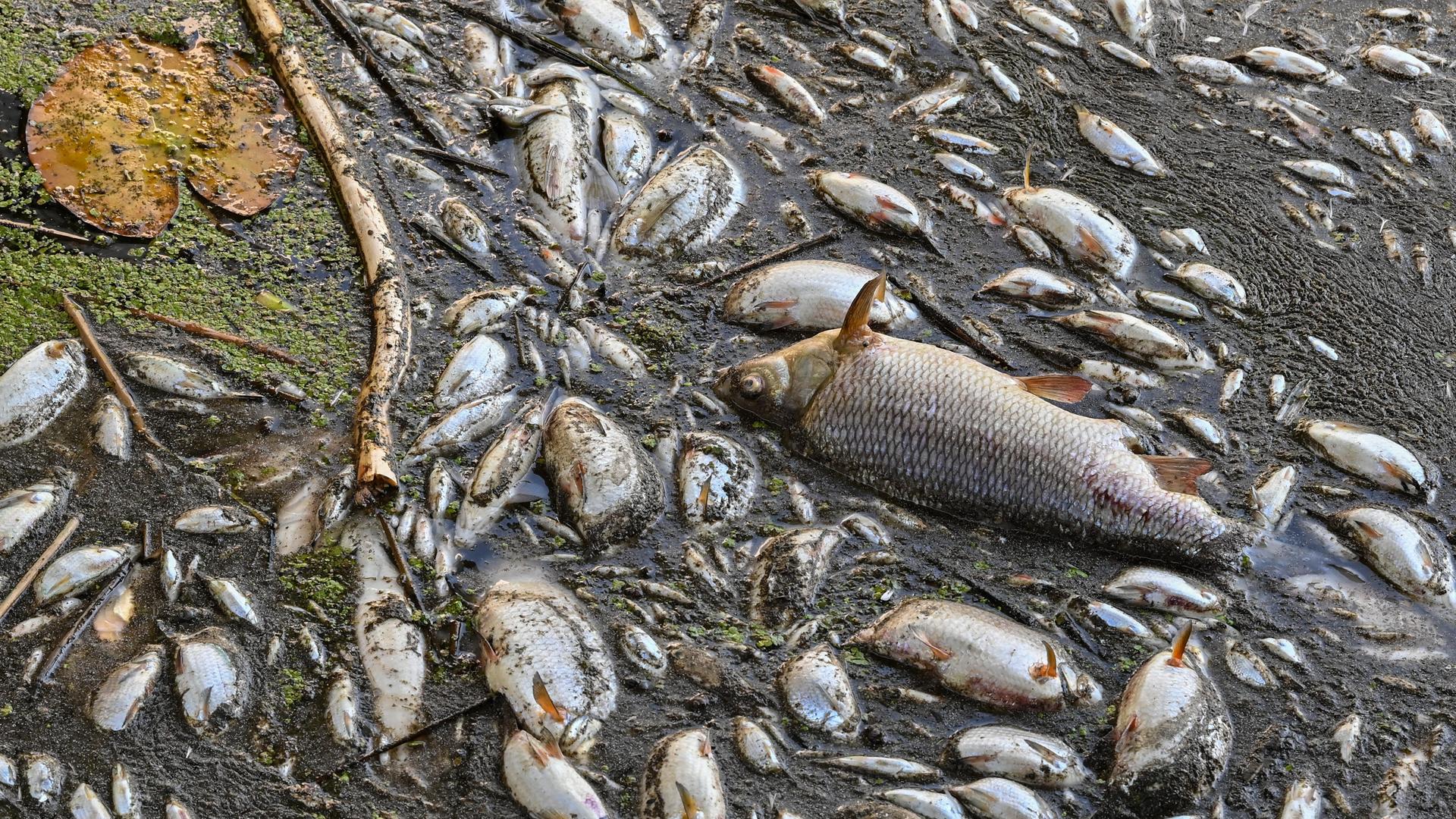 Viele tote Fische treiben im Wasser des deutsch-polnischen Grenzflusses Oder im Nationalpark Unteres Odertal nördlich der Stadt Schwedt.