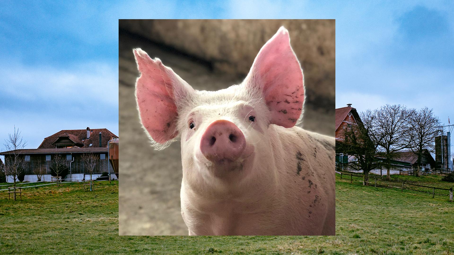 Bild in Bild: Vorn ein Schwein mit aufgestellten Ohren. Im Hintergrund grüne Wiese, blauer Himmel, ein Bauernhof
