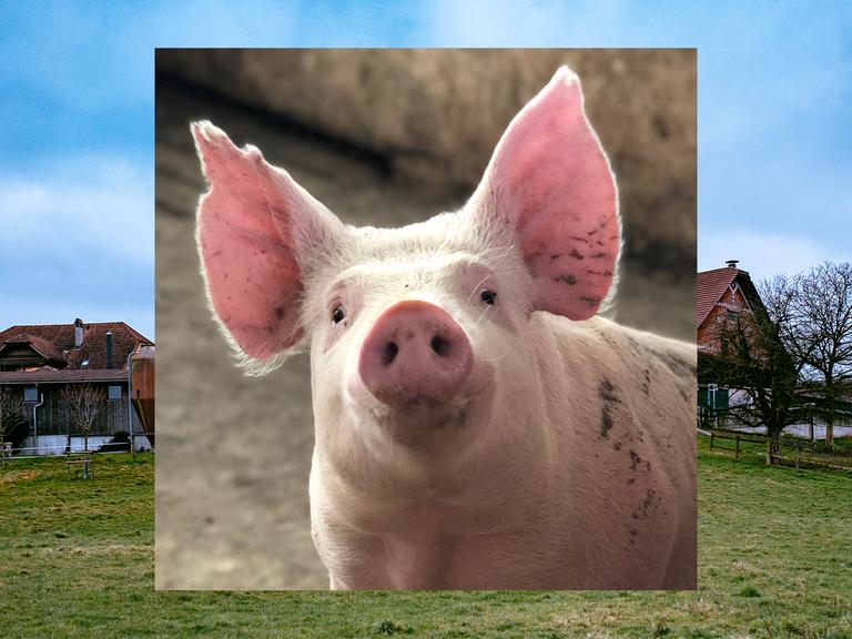 Bild in Bild: Vorn ein Schwein mit aufgestellten Ohren. Im Hintergrund grüne Wiese, blauer Himmel, ein Bauernhof