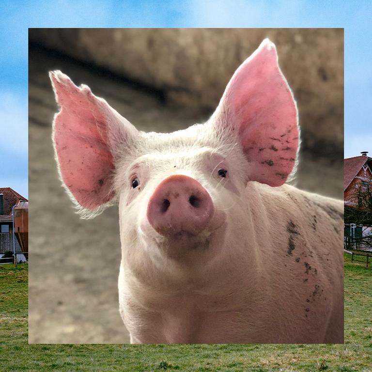 Bild in Bild: Vorn ein Schwein mit aufgestellten Ohren. Im Hintergrund grüne Wiese, blauer Himmel, ein Bauernhof