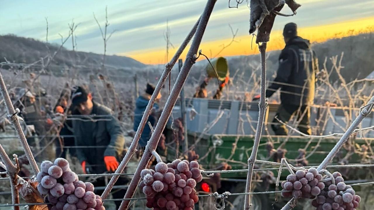 Helfer lesen bei Temperaturen bis zu -10 Grad Eiswein im Thüringer Weingut Bad Sulza. 