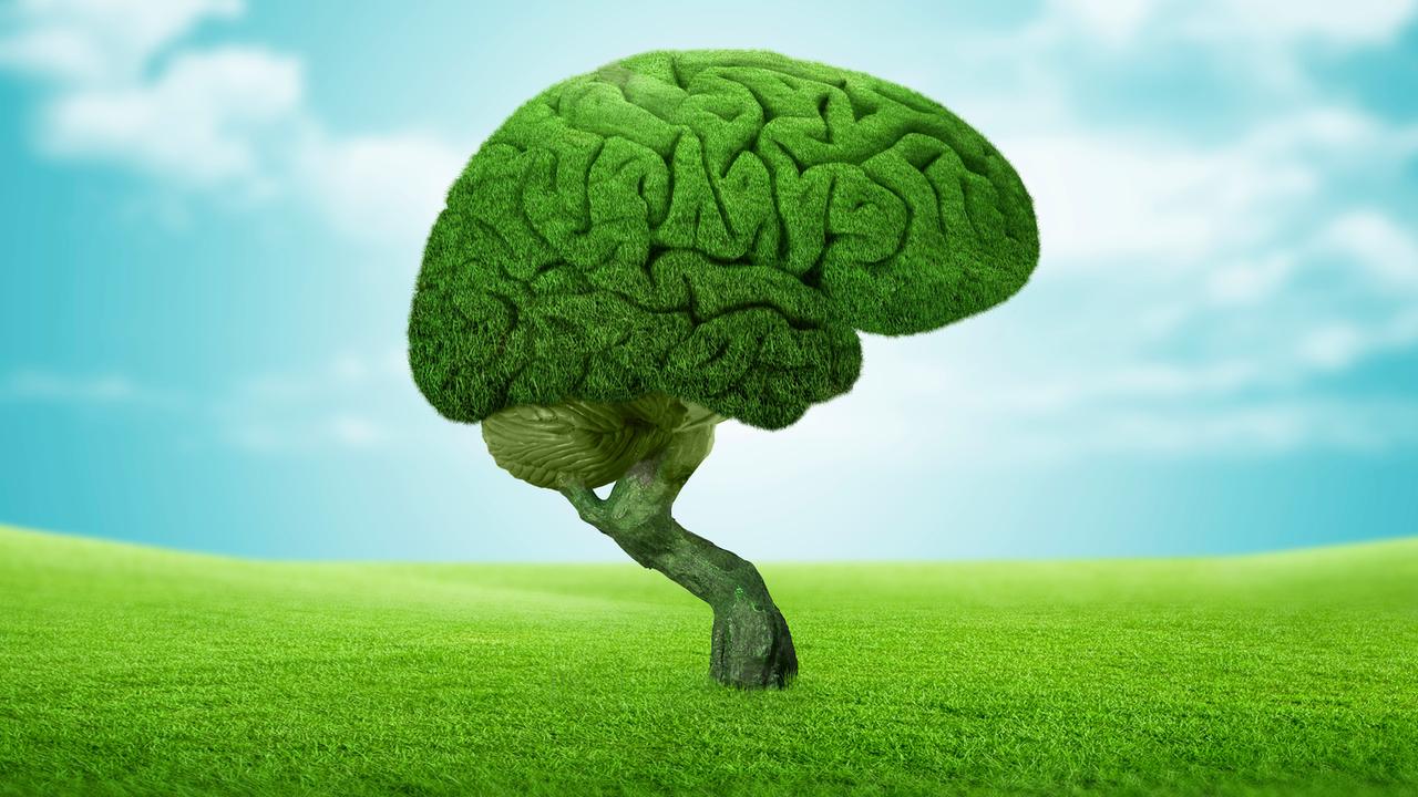 Brain covered with grass in the shape of a bonsai on grass field against sky.Digital composite