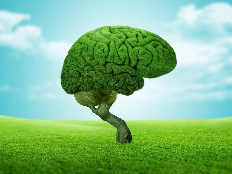 Brain covered with grass in the shape of a bonsai on grass field against sky.Digital composite