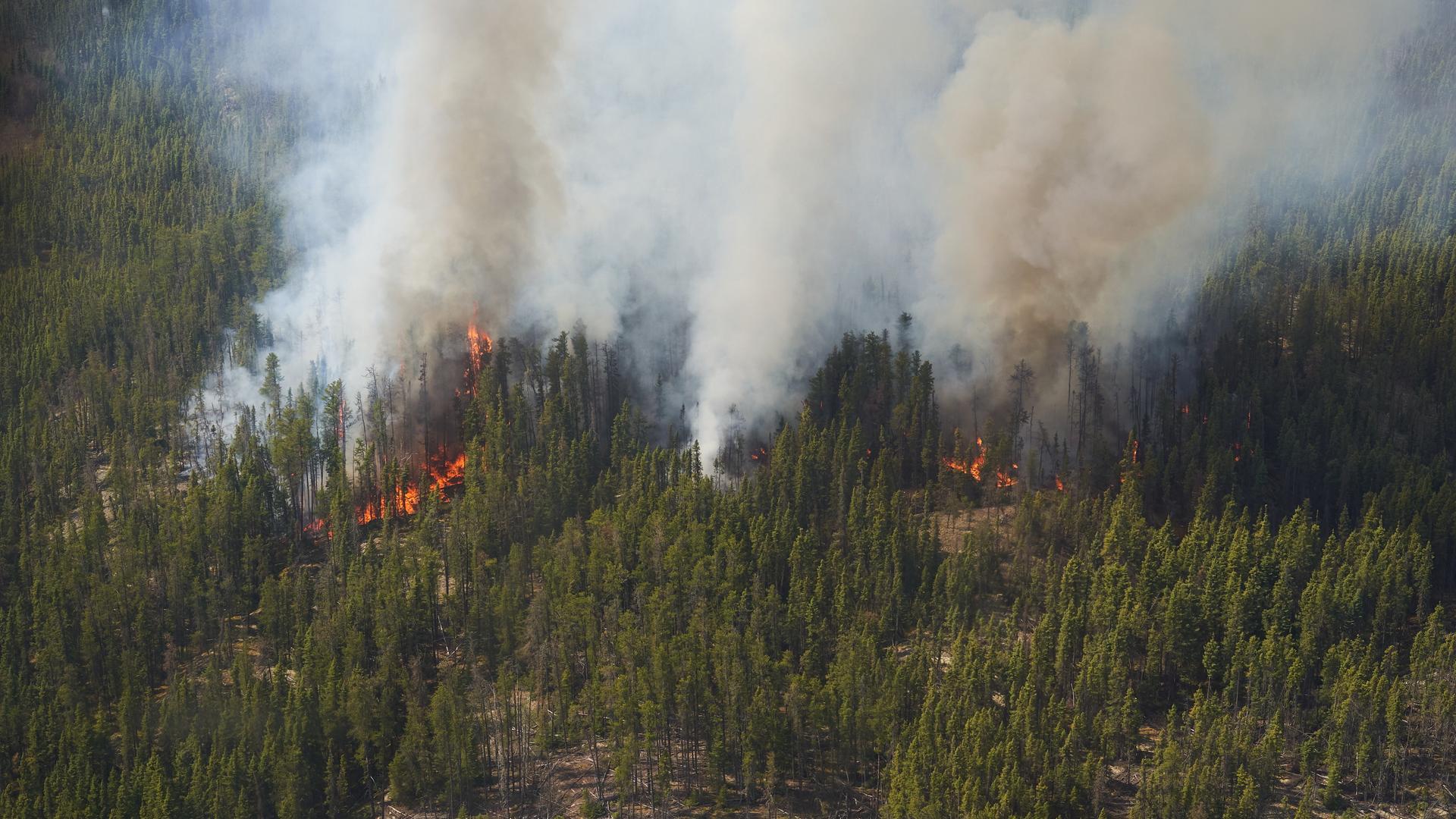 Luftaufnahme eines kanadischen Waldes, aus dem Rauch aufsteigt und durch dessen Wipfel Flammen am Boden zu sehen sind. Luftaufnahme eines kanadischen Waldes, aus dem Rauch aufsteigt und durch dessen Wipfel Flammen am Boden zu sehen sind.