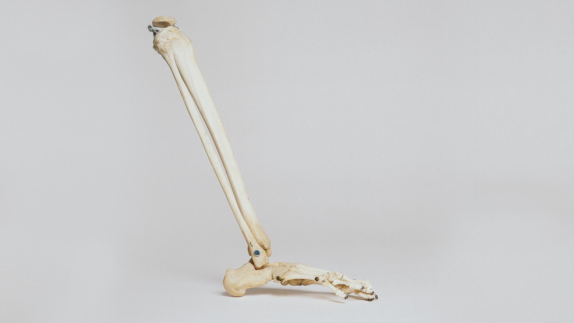 Studioaufnahme des Modells eines Bein- und Fußknochens.